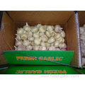 New Season Normal White Garlic 2019